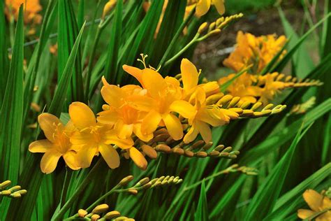 How to Grow and Care for Crocosmia Flowers (Coppertips)