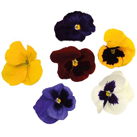 Pansy Edible Flowers - Westlands UK