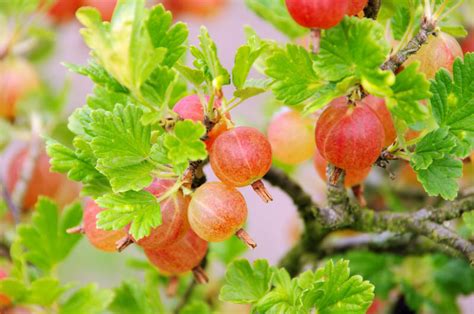 Ribes uva-crispa 'Pixwell' (Gooseberry)