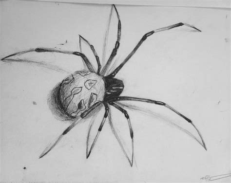 Realism, spider drawing, bug sketch, realistic pencil drawing, shading ...