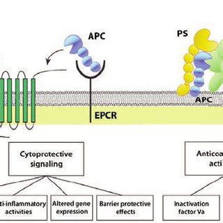 (PDF) Down-regulation of the clotting cascade by the protein C pathway