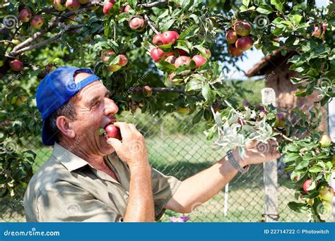 Apple Orchard and Old Farmer Stock Photo - Image of worker, orchard ...