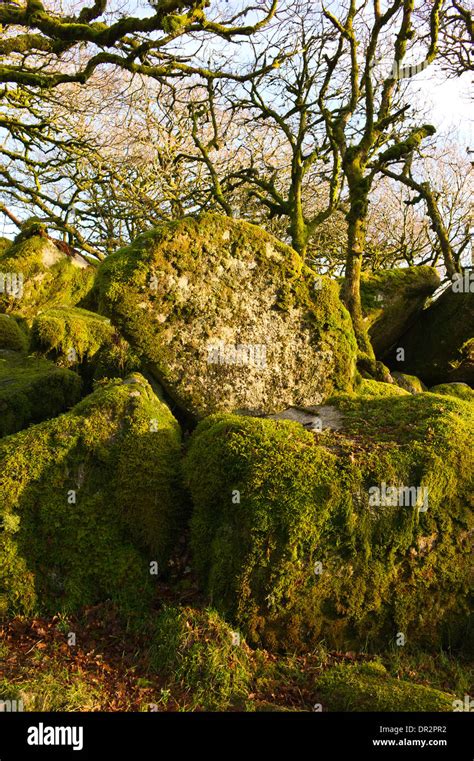 Wistman's Wood, an ancient upland oak wood, West Dart River valley, Dartmoor, Devon. Pedunculate ...