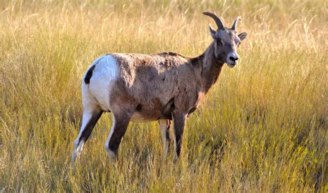 Female Ewe Bighorn Sheep in Protective Stance at Black Hills, South Dakota - Encircle Photos