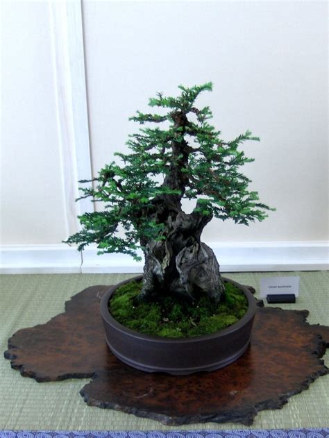 17 Best images about Bonsai Redwood on Pinterest | To be, Trees and Sequoia sempervirens