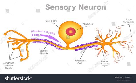 Sensory Neuron Anatomy Structure Parts Pseudounipolar Stock Vector (Royalty Free) 2137739813 ...