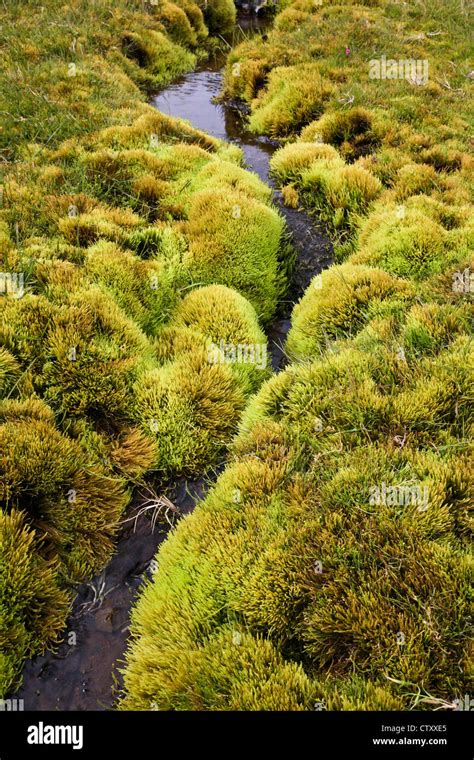 Alpine tundra mosses hi-res stock photography and images - Alamy