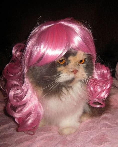 17 Best images about Cats wearing wigs on Pinterest | Revenge, Kitty and Silver foxes