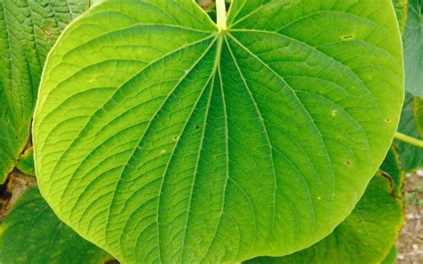 Kava plant leaf. - The Kava House Vanuatu