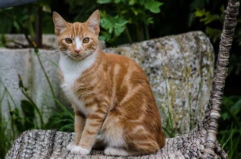 8 Fun Facts About Ginger Tabby Cats - Cole & Marmalade