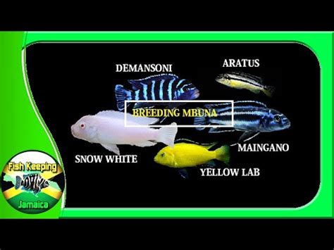 WILL MBUNA CICHLIDS CROSS BREED | BREEDING MBUNA CICHLID - YouTube