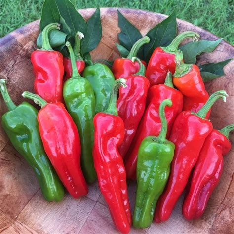 Peperone Friariello (Italian Frying Pepper) – Truelove Seeds