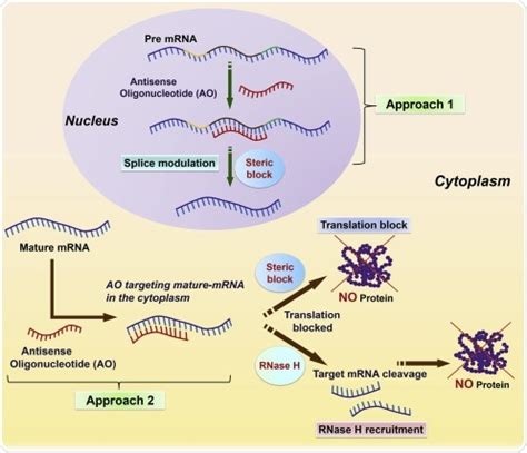 Antisense Technology in Drug Discovery