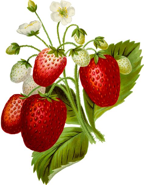 Strawberries clipart fun fruit, Strawberries fun fruit Transparent FREE for download on ...