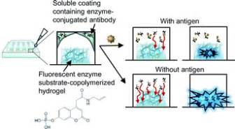 Design of a single-step immunoassay principle based on the combination of an enzyme-labeled ...