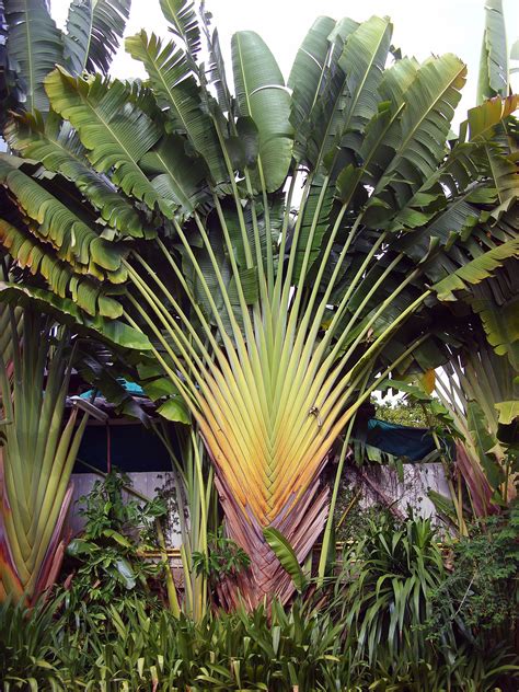 Free photo: Fan palm - Fan, Ornamental, Palm - Free Download - Jooinn