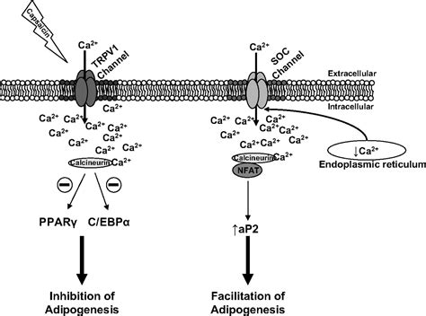 The Skinny on TRPV1 | Circulation Research