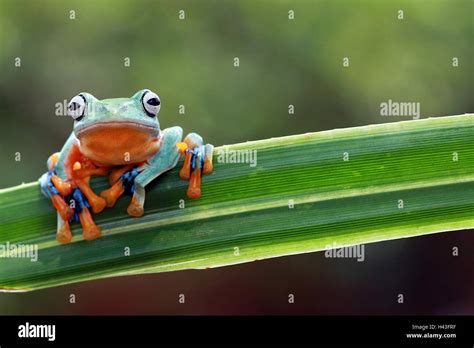 Javan gliding tree frog hi-res stock photography and images - Alamy