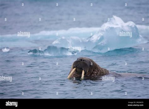 Atlantic walrus, Atlantic walrus, marine mammals, predators, seals, mammals, animals, Atlantic ...