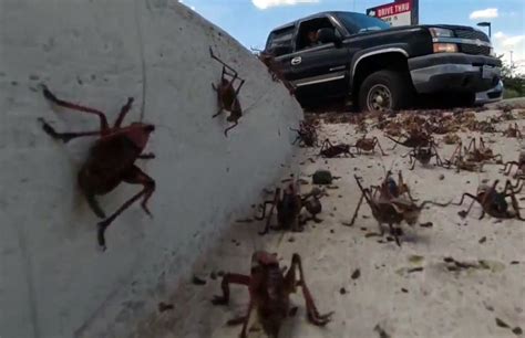 Forget about aliens, the real invasion is Mormon crickets | KLAS