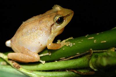 Our National Parks » Coqui frogs part of Puerto Rican culture