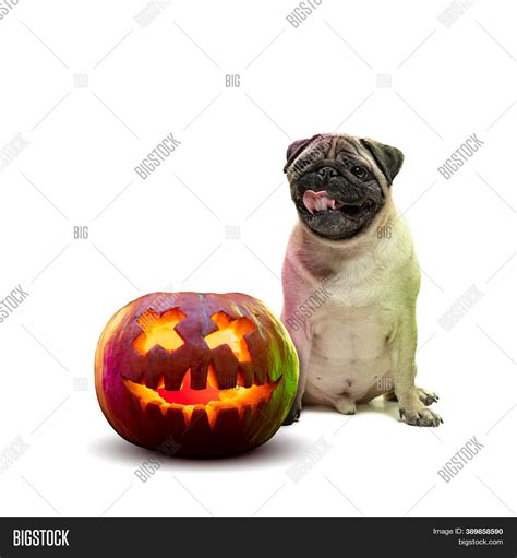 Cute Puppy Halloween Image & Photo (Free Trial) | Bigstock