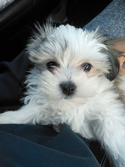 Toby the Maltese, Chinese Crested Powderpuff Mix (With images) | Chinese dog, Chinese crested ...