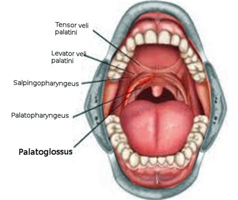 [Figure, Palatoglossus muscle Image courtesy S Bhimji MD] - StatPearls ...