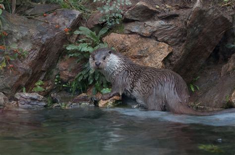 River Otters - Mr Maher's animal website