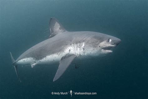 Salmon Shark - Lamna ditropis