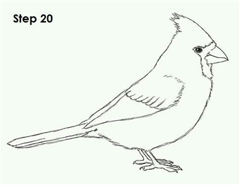 Pin by Jana on malen | Bird drawings, Cardinal birds, Easy drawings