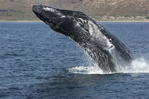 Humpback whale breaching - Stock Image - C010/5340 - Science Photo Library