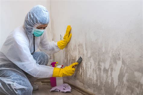 Residential Mold Remediation: Get Rid of Mold and Stay Safe - Get Murder Files