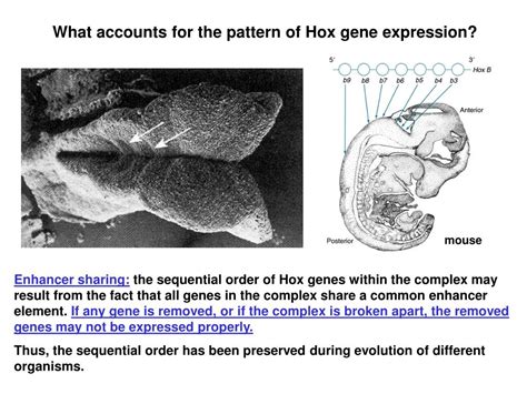 PPT - Hox genes and pattern development of vertebrates PowerPoint Presentation - ID:6731247