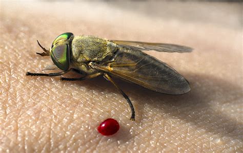 LSU scientists find greenhead horseflies can help measure marsh health - [225]