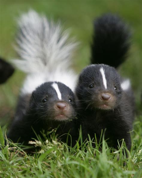 Skunk | Baby animals, Cute animals, Cute baby animals