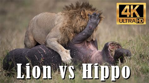 Lion Hunting Hippo and Wildebeest in the Maasai Mara, Africa - 4k - YouTube