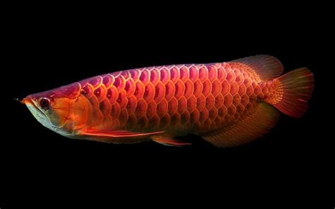 10 Amazing Facts about arowana fish - Exotic Pets