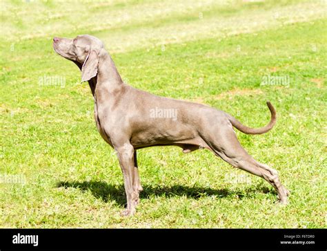 Shorthaired weimaraner hi-res stock photography and images - Alamy