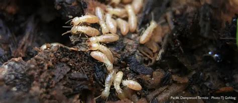 Dampwood Termites: A Comprehensive Guide to Identification and Control