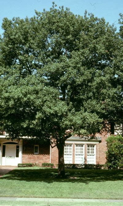 Best Shade Trees for Texas - Neil Sperry's GARDENS