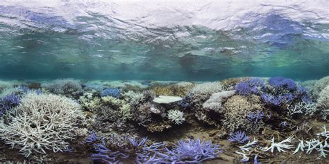 What is Coral Bleaching and Why Should You Care? - Coral Reef Alliance