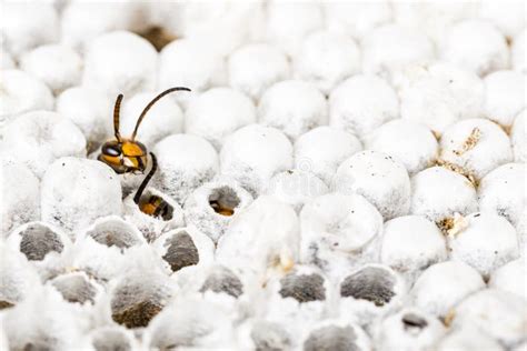 Alive Baby Asian Hornet in Nest Honeycombed Macro in White Background Stock Photo - Image of ...