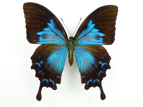 Papilio ulysses ssp. ulysses female - AUREUS butterflies & insects