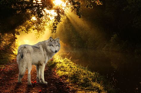 Wolves Autumn Wallpapers - Wallpaper Cave