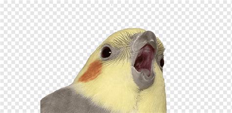 Cockatiel Know Your Meme YouTube 4chan, meme, parakeet, by, fauna png ...