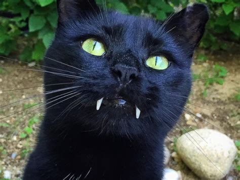 This Vampire-Toothed Cat Looks Just Like Dracula - ABC News