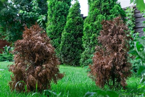 Is My Arborvitae Dying (10 Signs to Look For) | House Grail