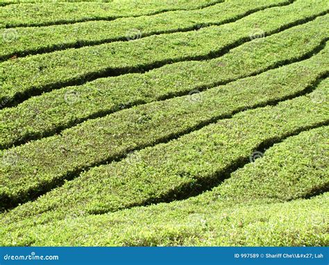 Cameron Highlands Tea Plantation Stock Image - Image of pattern, malaysia: 997589