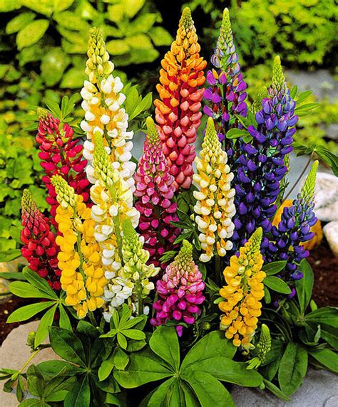 Flower Seeds Lupin Mix Giant Perennial Outdoor Garden Cut - Etsy